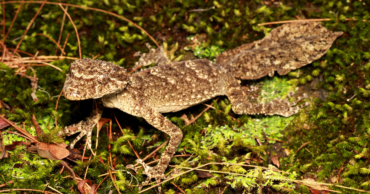 Australian leaf-tailed geckos: Habitat, Threats, & Conservation