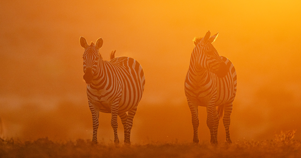 Human-wildlife conflict: terms & definitions – International Fund for Animal Welfare | IFAW