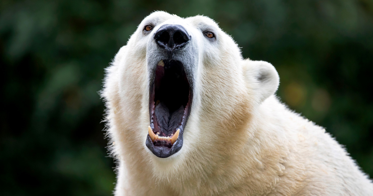 Dieren Lachend Met Menselijke Tanden