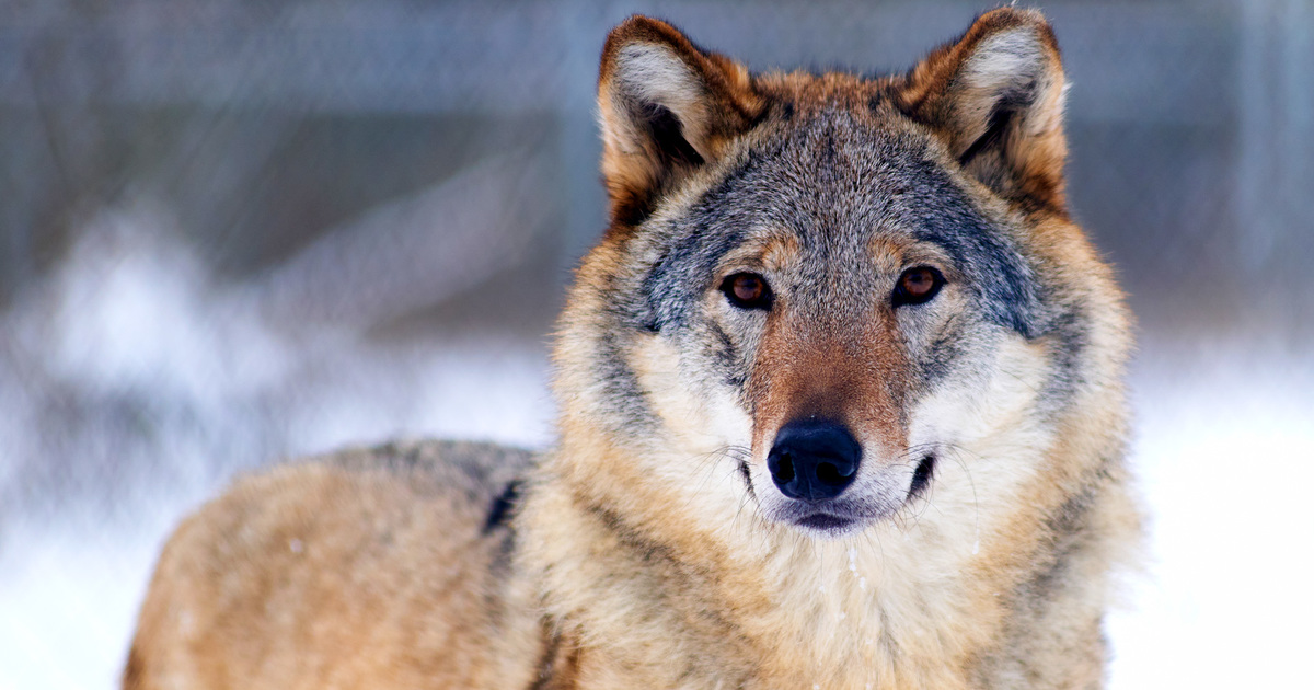 Two wolves rescued from Ukraine arrive safely in Greece