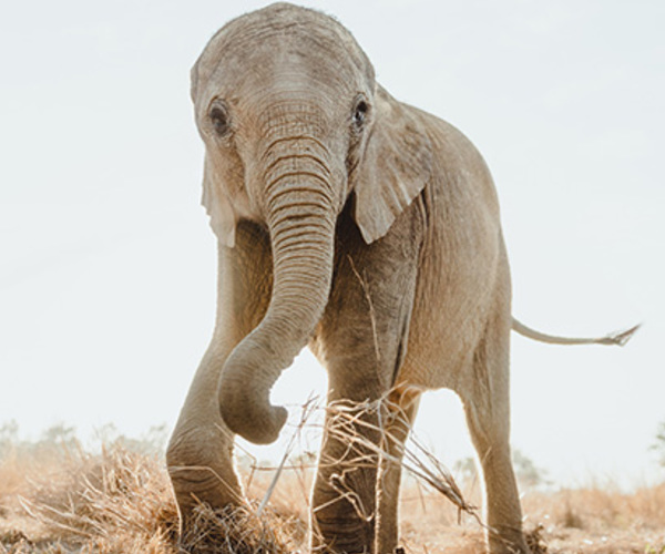 Das ZEN-Projekt: Lösungen für einzelne Tiere, Wildtierpopulationen, Lebensräume und lokale Gemeinden