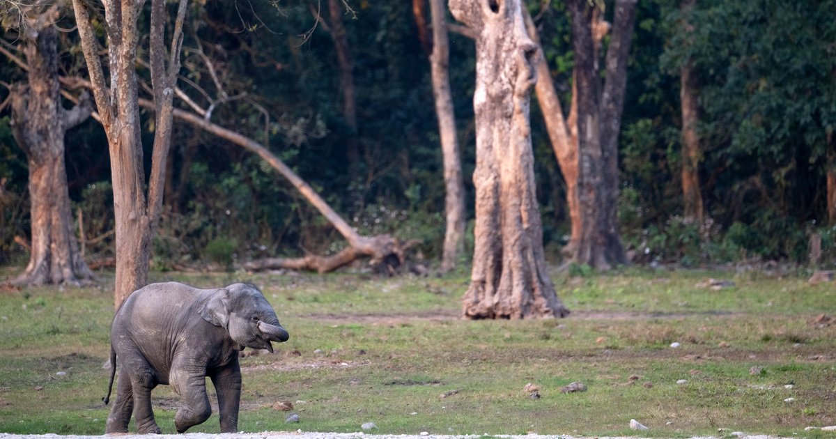 The impact of climate change on elephants