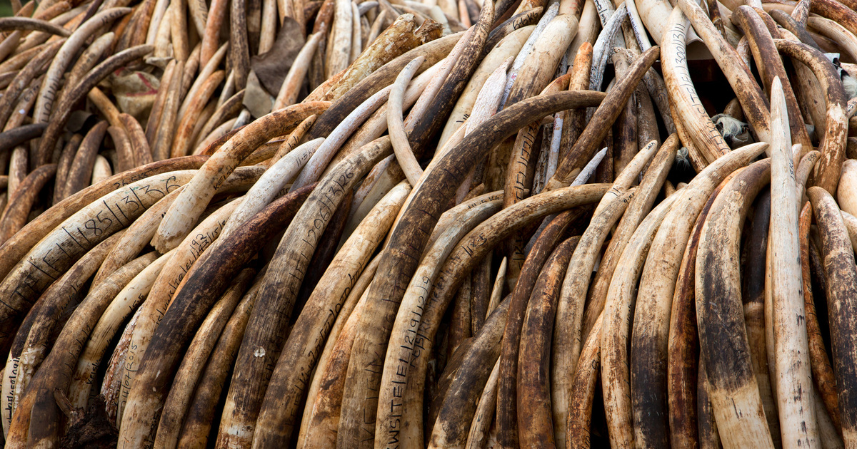 Mozambique – Massive bust nets 651 pieces of elephant ivory