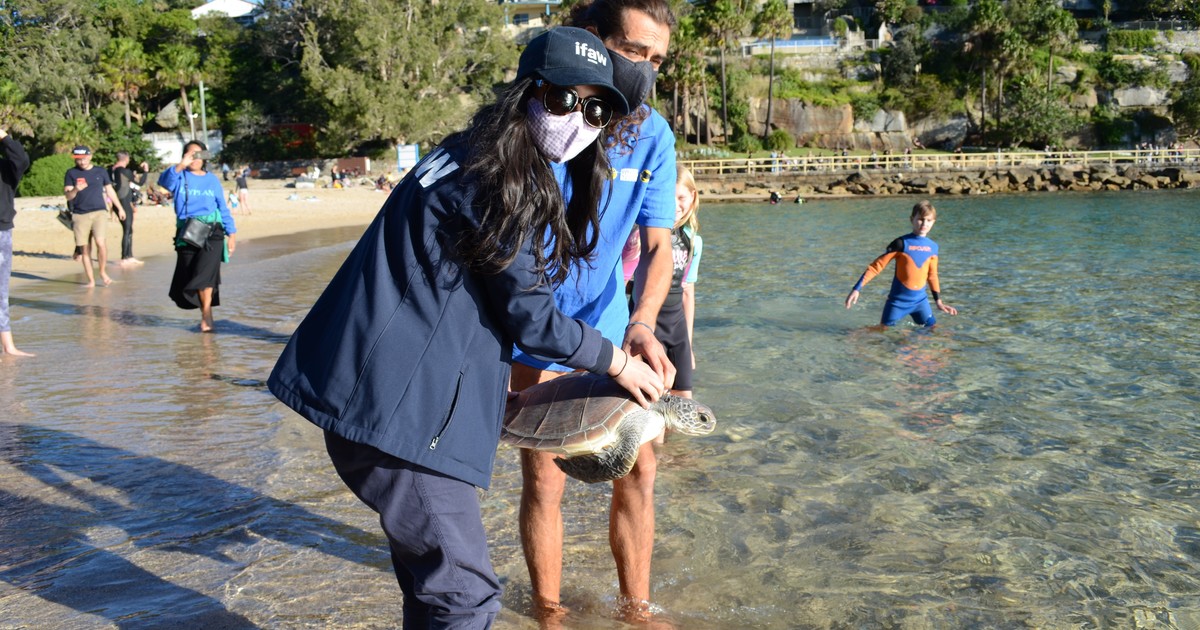 endangered sea turtle released back into the ocean after rehab