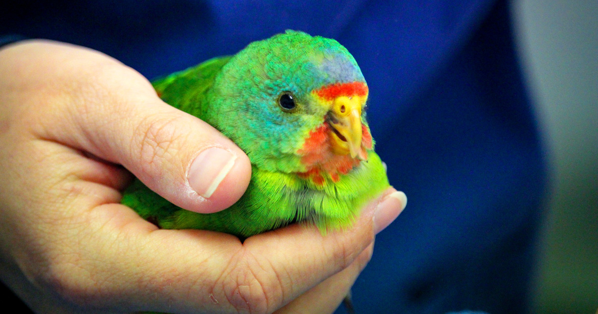 'a hand holding a colorful bird'