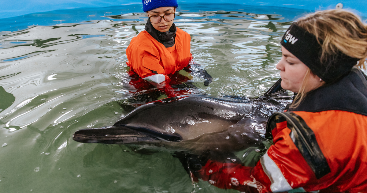 Eerste succesvolle rehabilitatie in IFAW's Dolphin Rescue Center