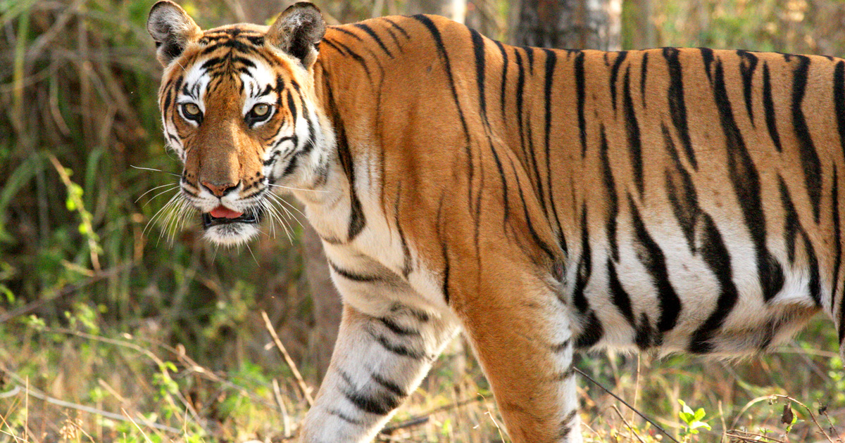 15 incredible tiger facts