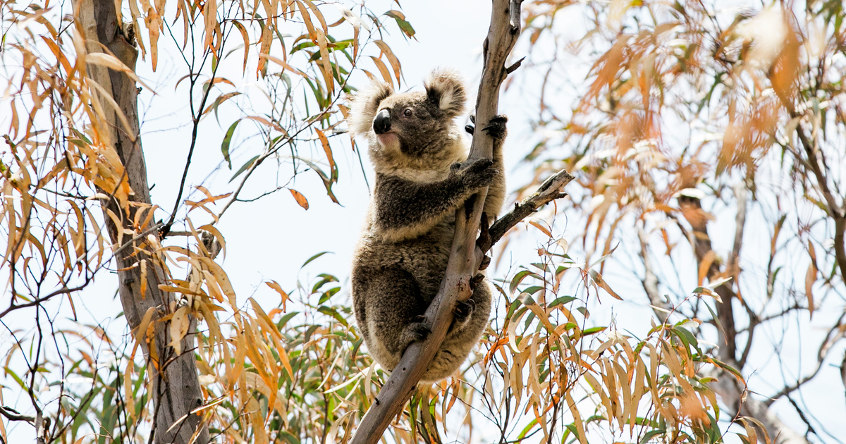 Amazing forest animals living at different heights | IFAW