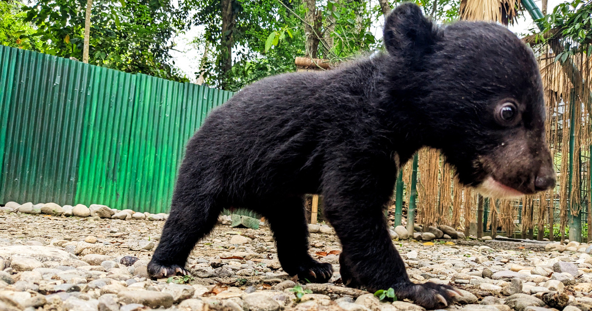 Raising Papum, An Orphaned Black Bear Cub