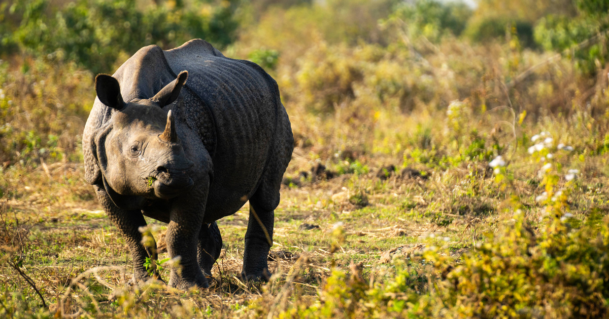 A guide to landscape conversation terms | IFAW