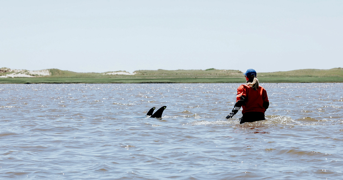 IFAW responds to the largest mass stranding in US history