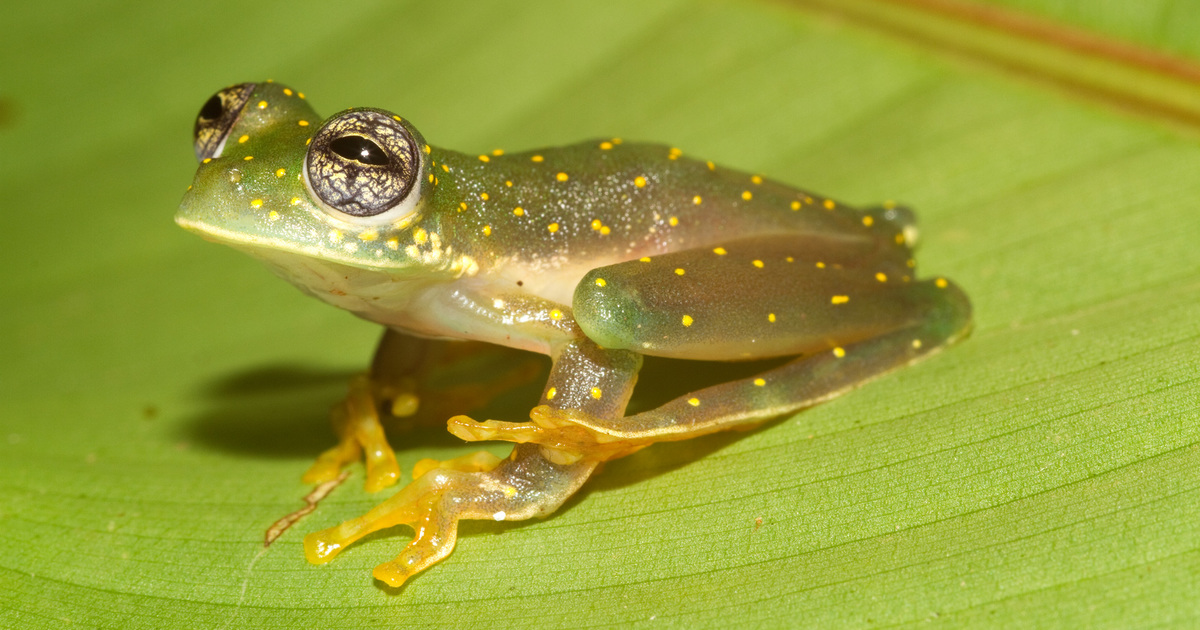 Which animals are coldblooded? IFAW