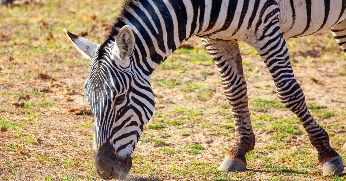 Amazing Animals With Hooves: Facts & Photos | IFAW