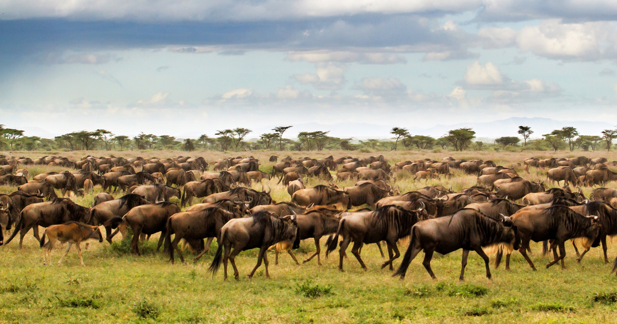 Afrique australe : le conflit entre humains et éléphants pourrait s'intensifier