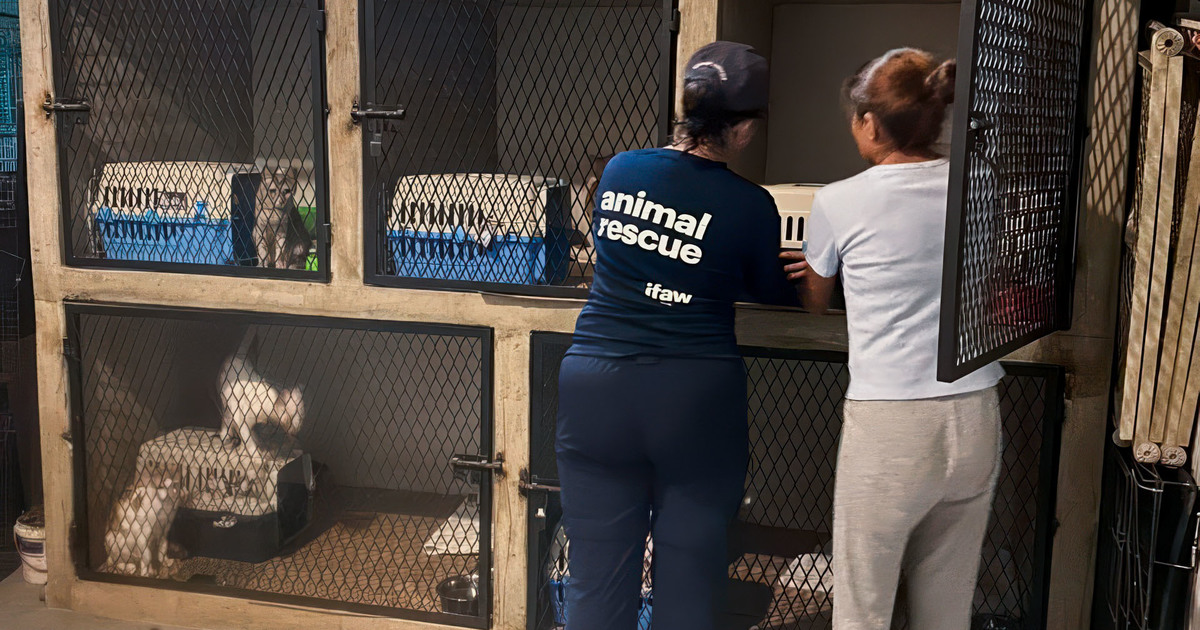 IFAW prepares for Hurricane Milton response in Helene's aftermath