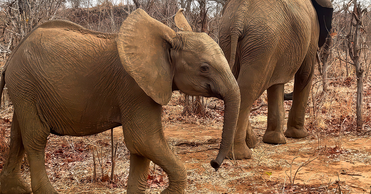 WIL Zimbabwe Elephant Nursery: een oase van hoop voor olifanten