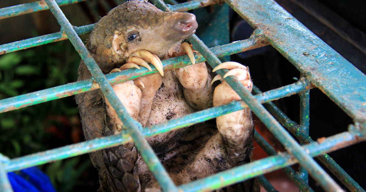 Working together to stop wildlife trafficking online