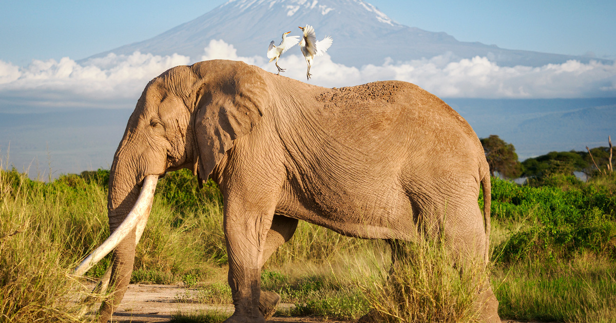 Photographing Kenya's few remaining Super Tuskers