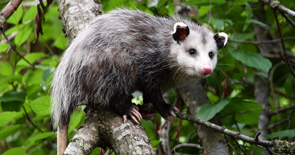 Six unique ways wild species have evolved to survive