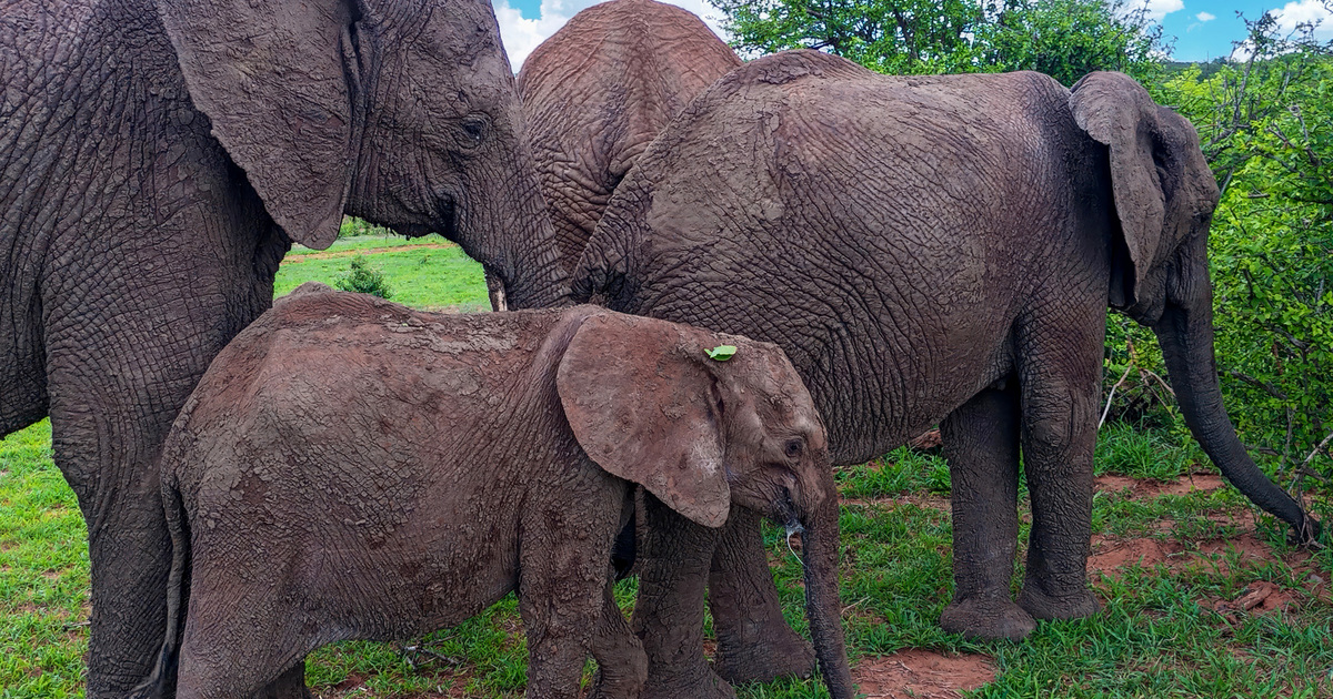 Rescued elephant calf in Zimbabwe gets a second chance