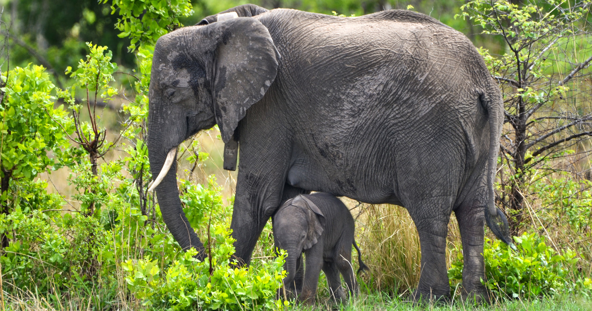 Chamilandu welcomes a wild-born elephant calf