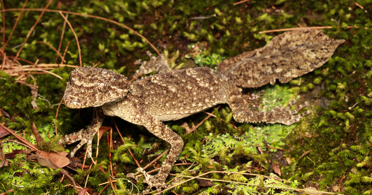 Australian geckos given global protections from trade