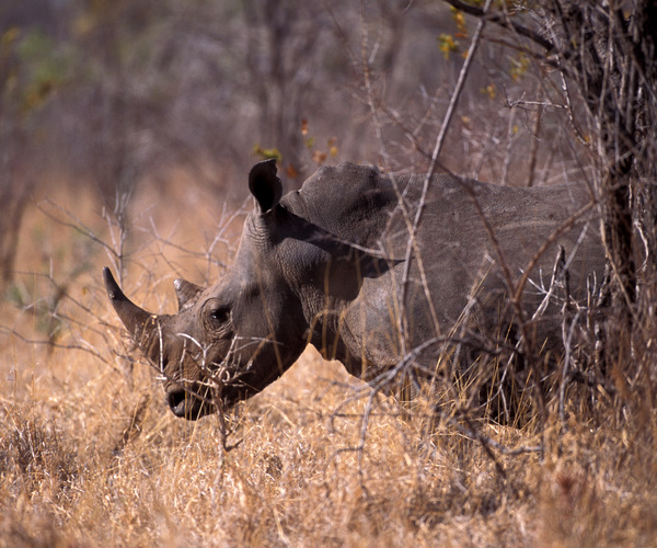 Pledge to protect the environment and wildlife