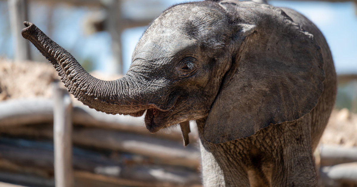 Réhabilitation d'éléphants : le 1er anniversaire