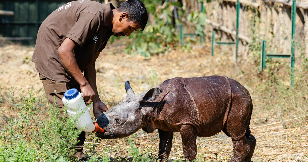 Wilde dieren redden tegen de verwachtingen in