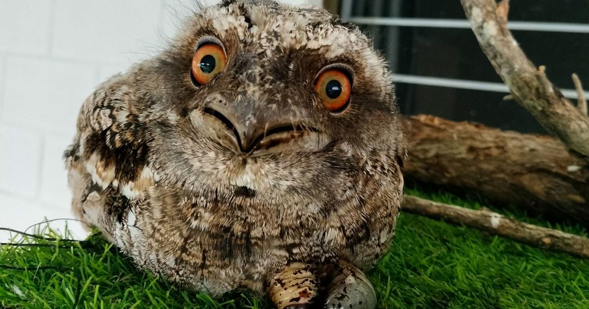 Cycloon Narelle bedreigt wilde dieren in Noord-Australië