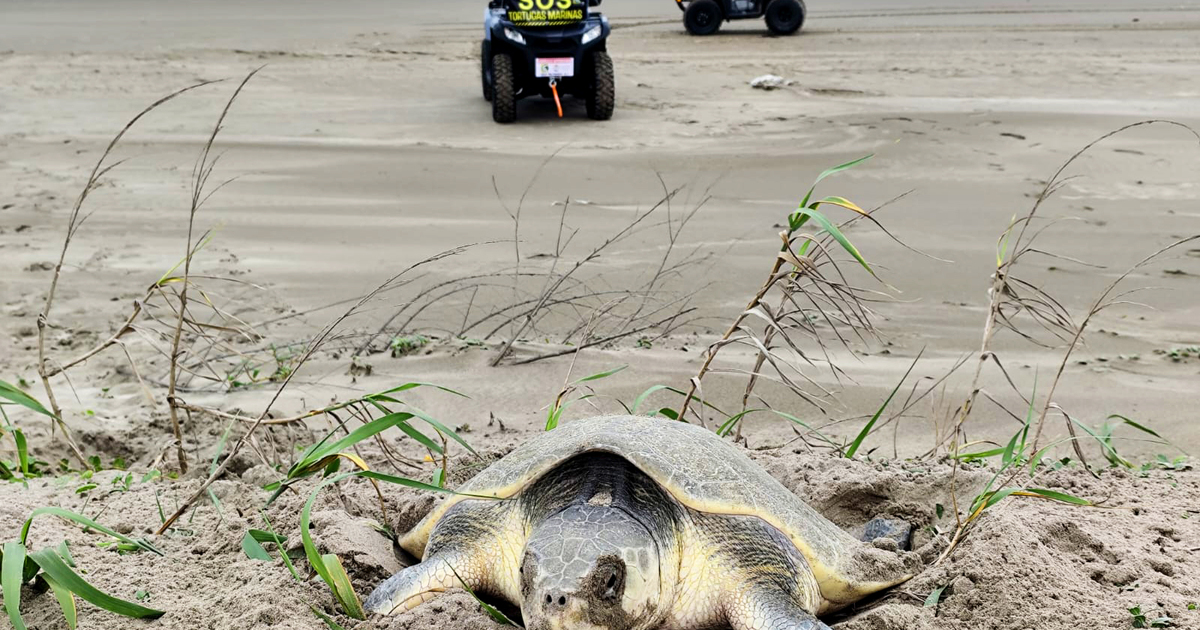 Olievervuiling bedreigt wilde dieren langs de Mexicaanse Golfkust