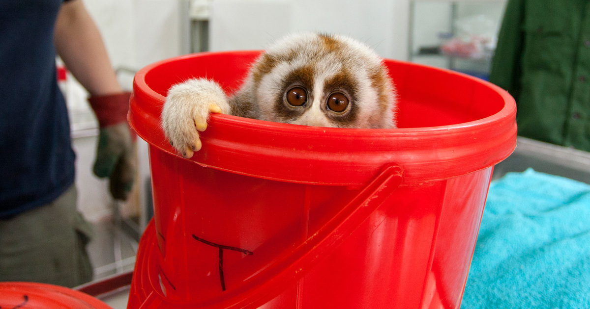 Wilde dieren zijn geen huisdieren: misvattingen over de handel in 'exotische huisdieren'