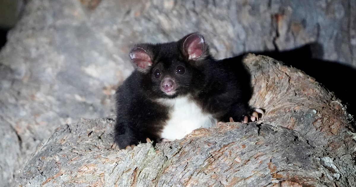 Houtkap in zuidoost Australië brengt wilde dieren in gevaar