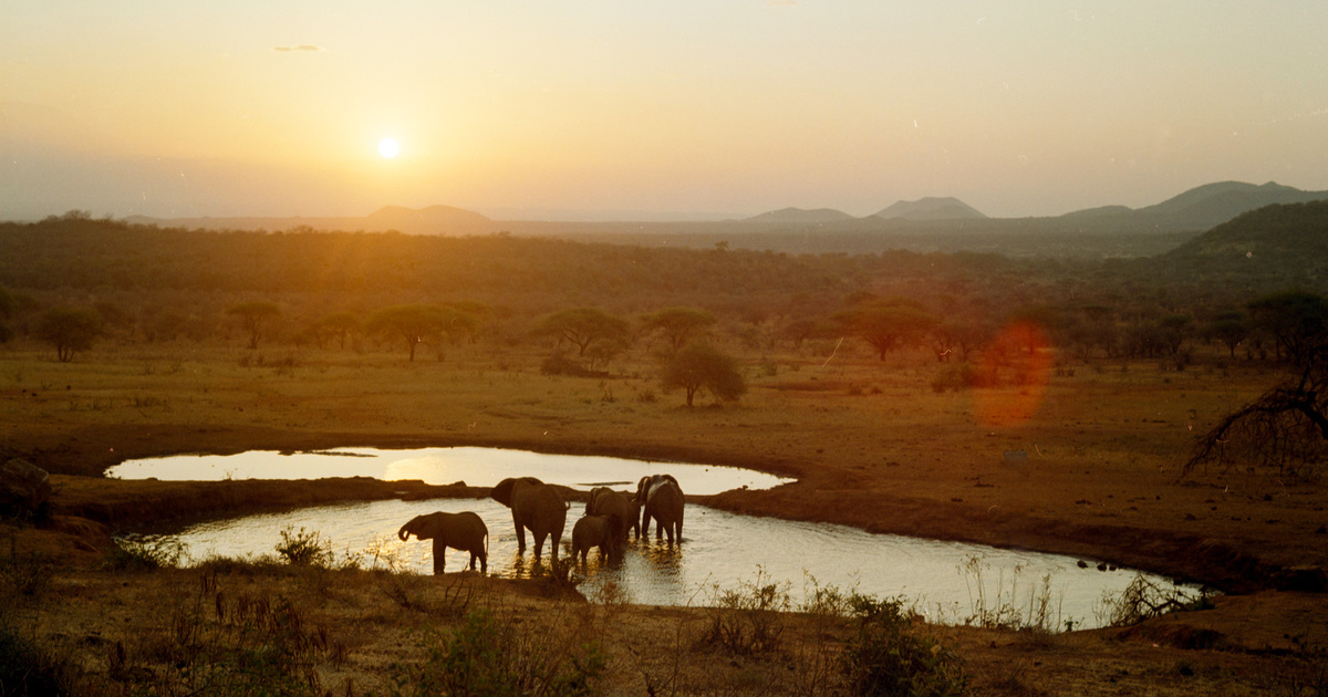 IFAW calls for strong partnerships for wildlife and people ahead of Africa Forward Summit