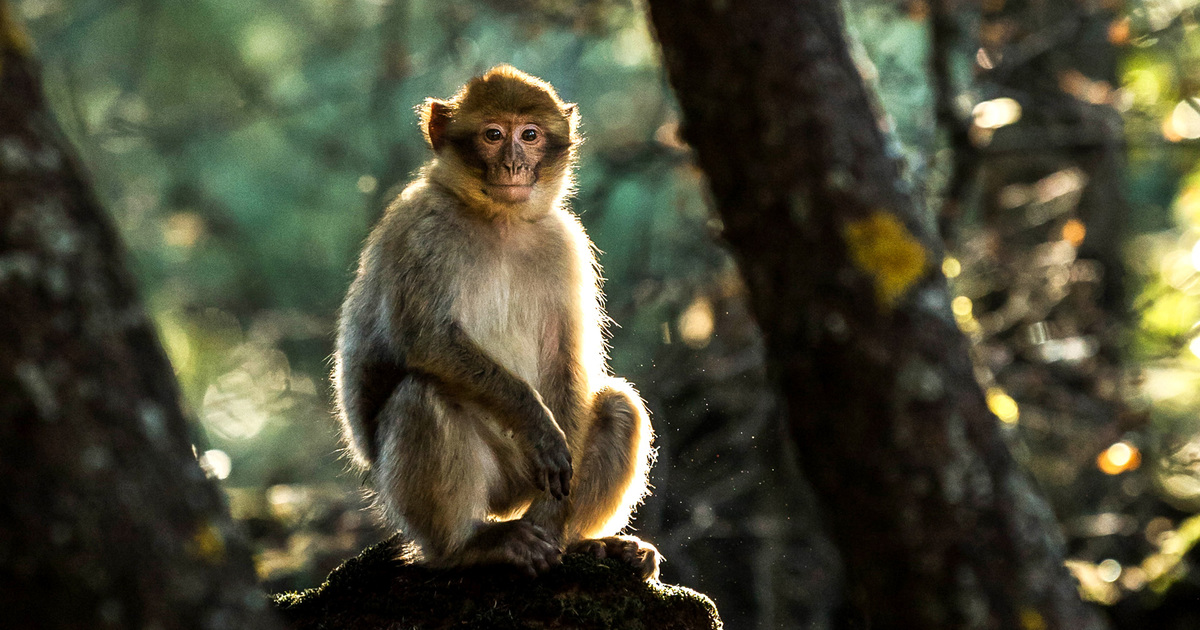 New study: primates trade on social networks
