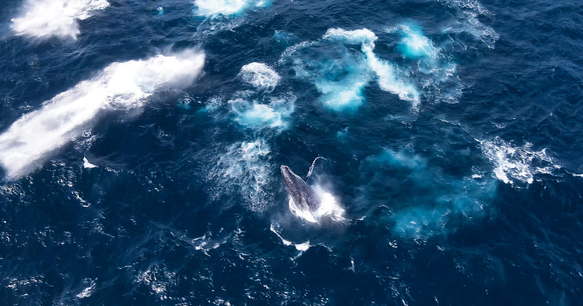 Underwater noise threatens marine life in Western Indian Ocean