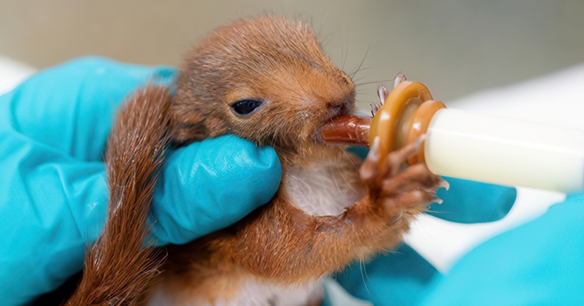 Help wilde dieren ontsnappen aan de gevolgen van de extreme hitte in Frankrijk.