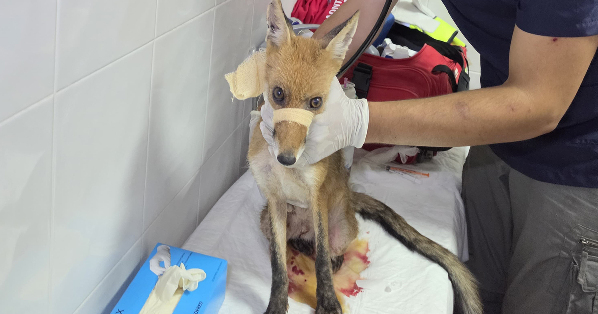 De bosbranden in Griekenland brengen wilde dieren en gemeenschappen in gevaar.