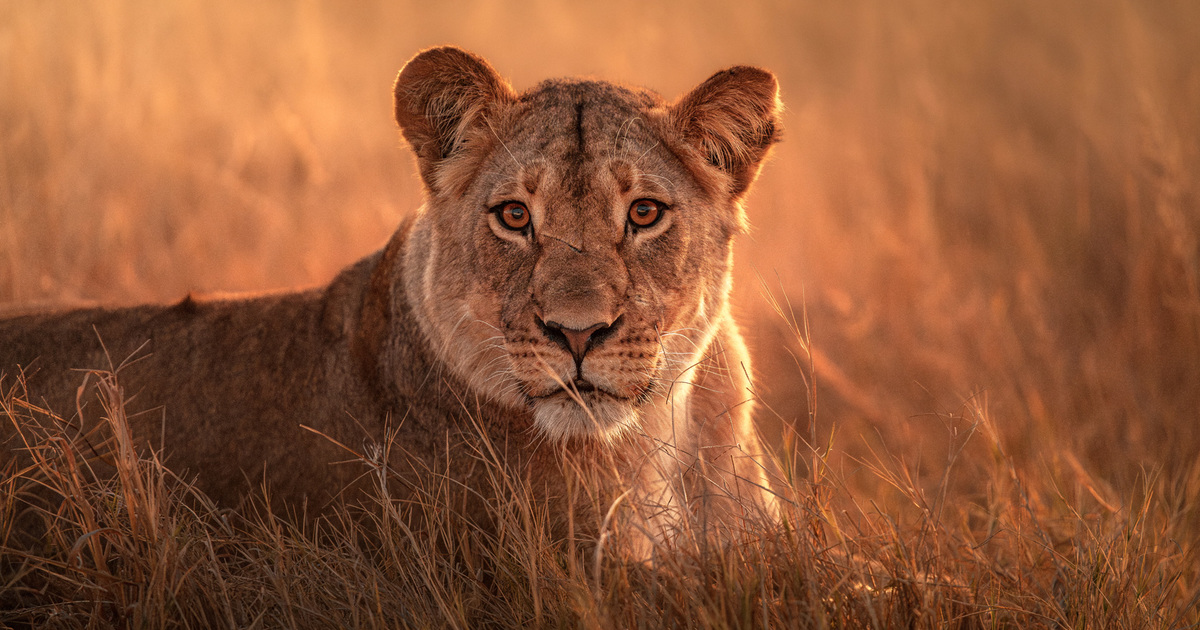 Conservation leaders mobilise in Africa for threatened wildlife Conservation leaders mobilise in Africa for threatened wildlife