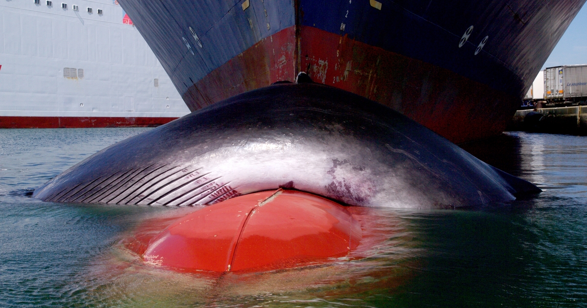 Slowing down ships brings benefits to the climate, whales and the ...
