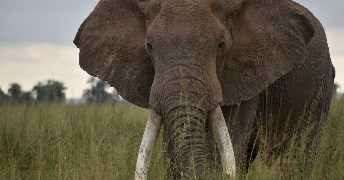 Governments urged to act on domestic ivory markets