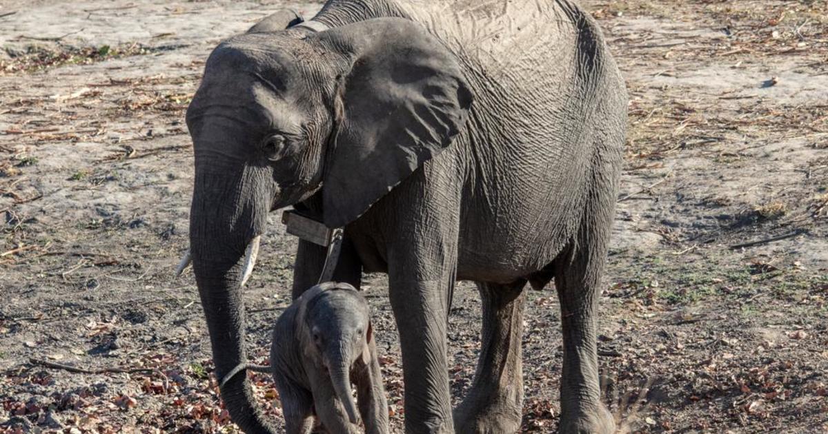 First birth at ifawGRI Elephant Orphanage Project