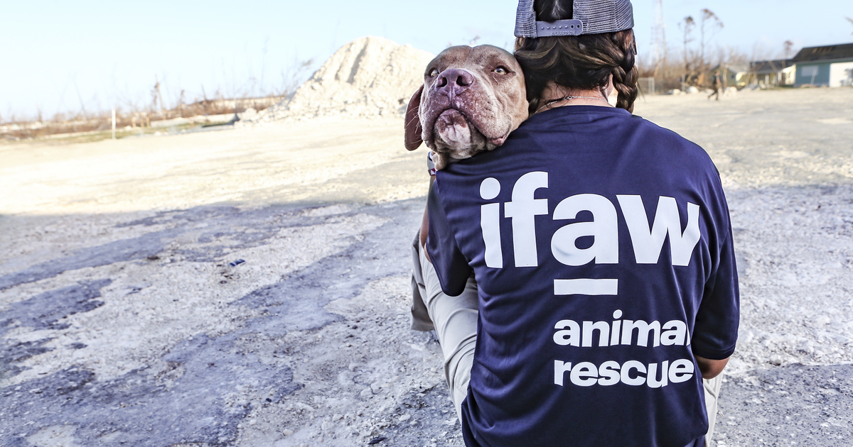 Deploying to the Bahamas with IFAW to help animals impacted by ...