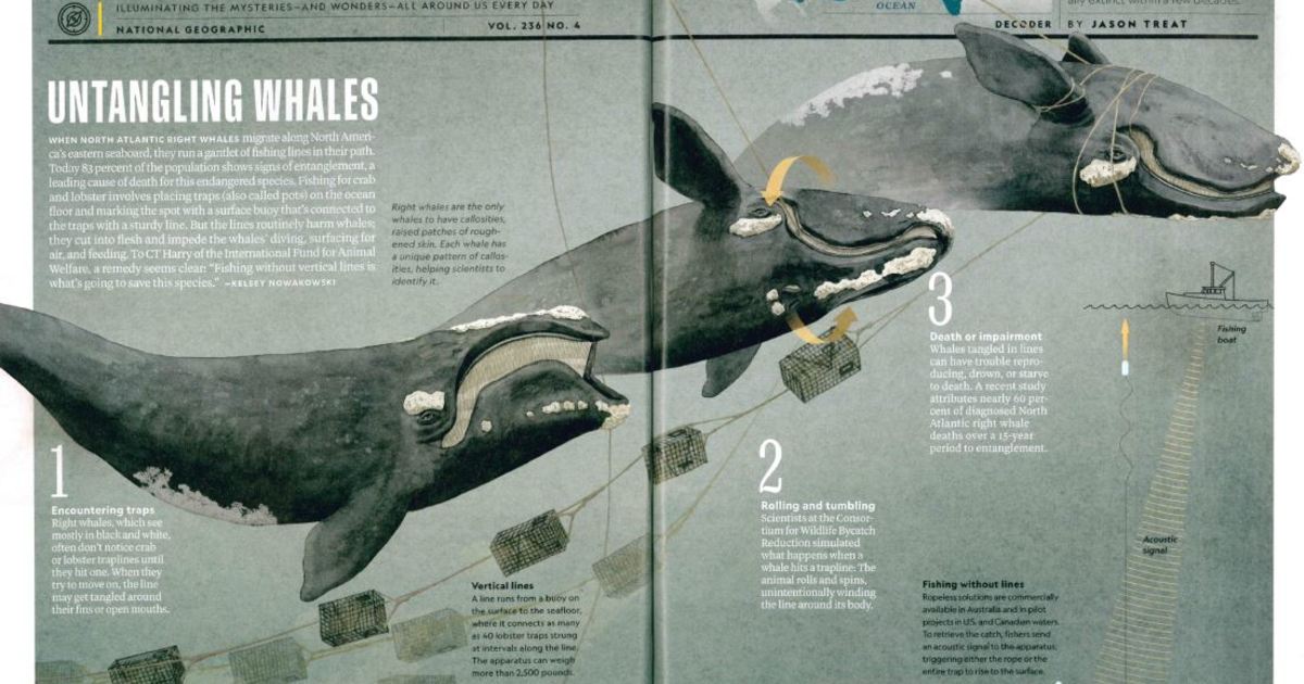 NatGeo and IFAW collaborate on key right whale entanglement visual