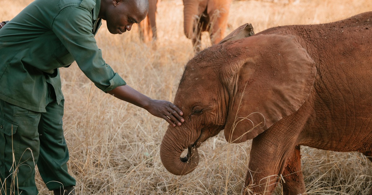 How can I help elephants?