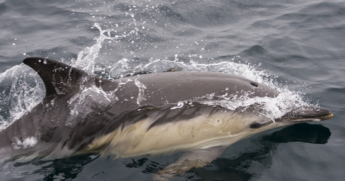 Dolphins are being drowned out by noise pollution in Hong Kong