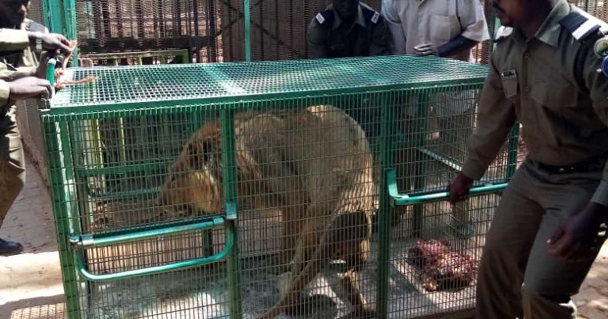 ifaw's rescue mission for animals suffering in two private Sudan zoos