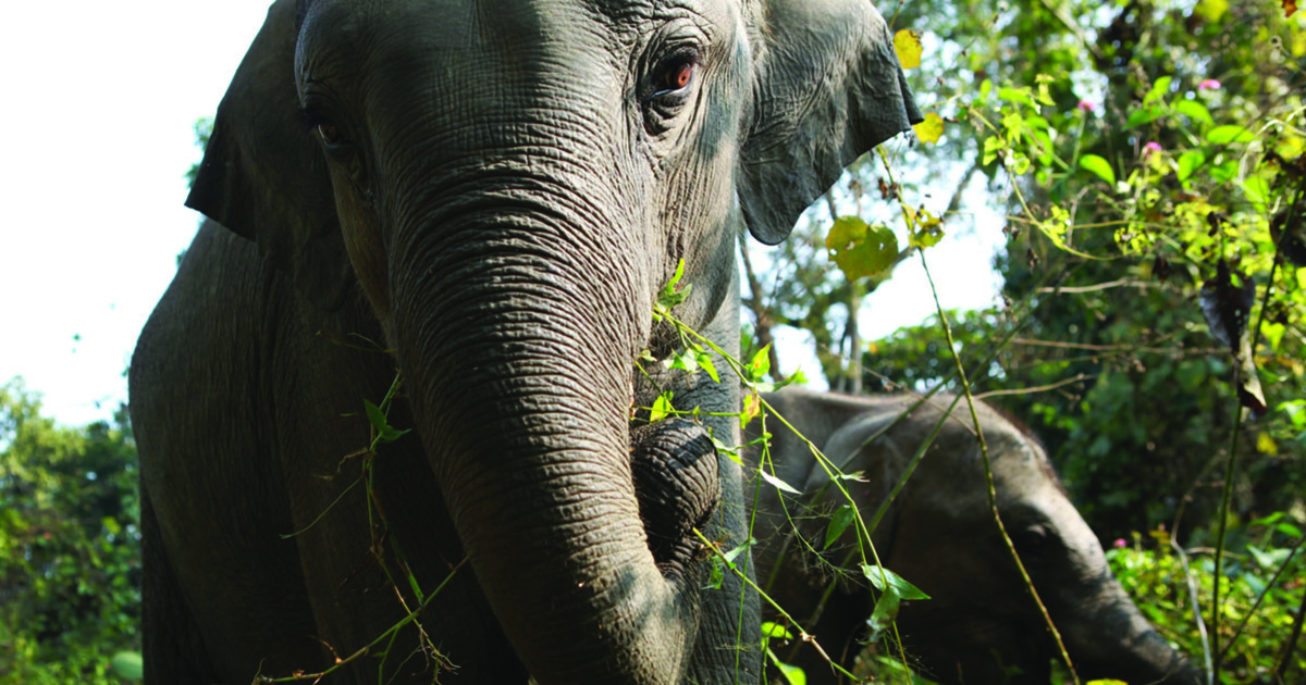 Conservation win for endangered Asian elephants as vital protection is