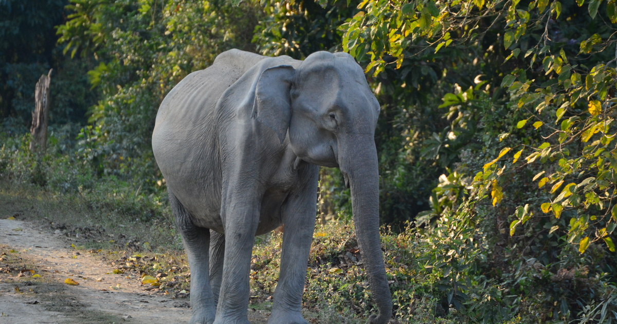 Conservation win for endangered Asian elephants as vital protection is