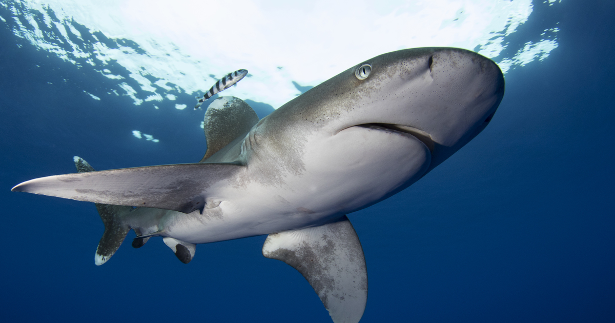 Urgently needed protection granted to shark species on the brink of ...